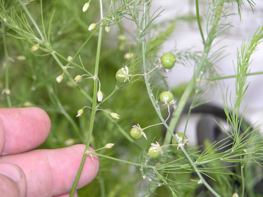 Asparagus seed is produced inside berries produced by asparagus growth that ferns out as it gro ...