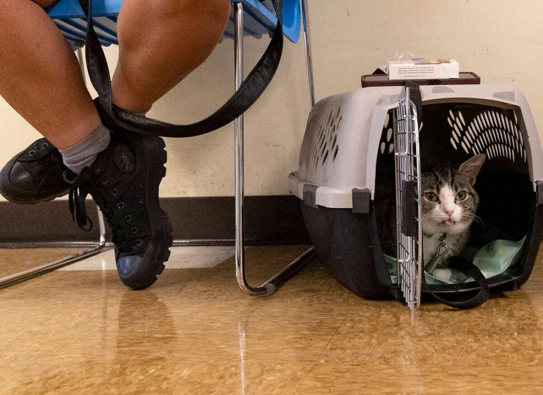 Charline Shiroma, who moved from California to Las Vegas last month, left, takes refuge from th ...