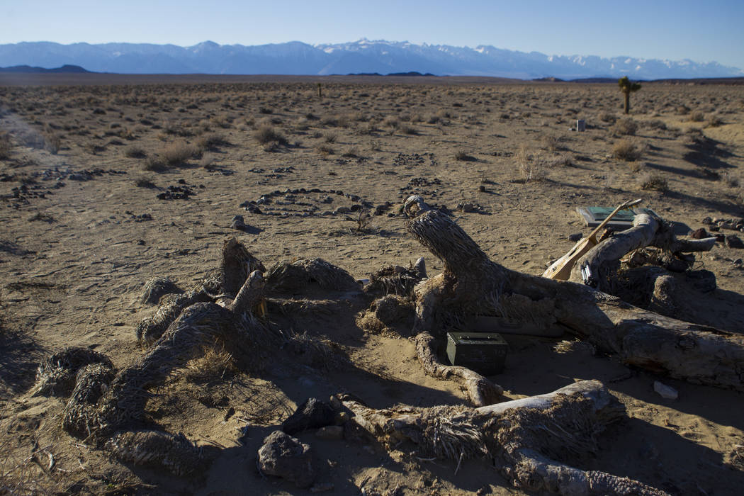 The remains of the tree featured in the album artwork of U2's 1987 album "The Joshua Tree" is s ...