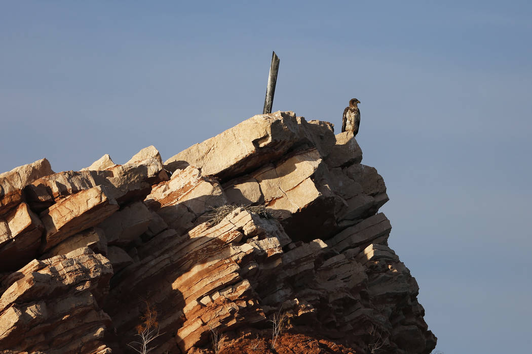 A bald eagle perches on a peak overlooking Lake Mead National Recreation Area, Wednesday, Jan. ...