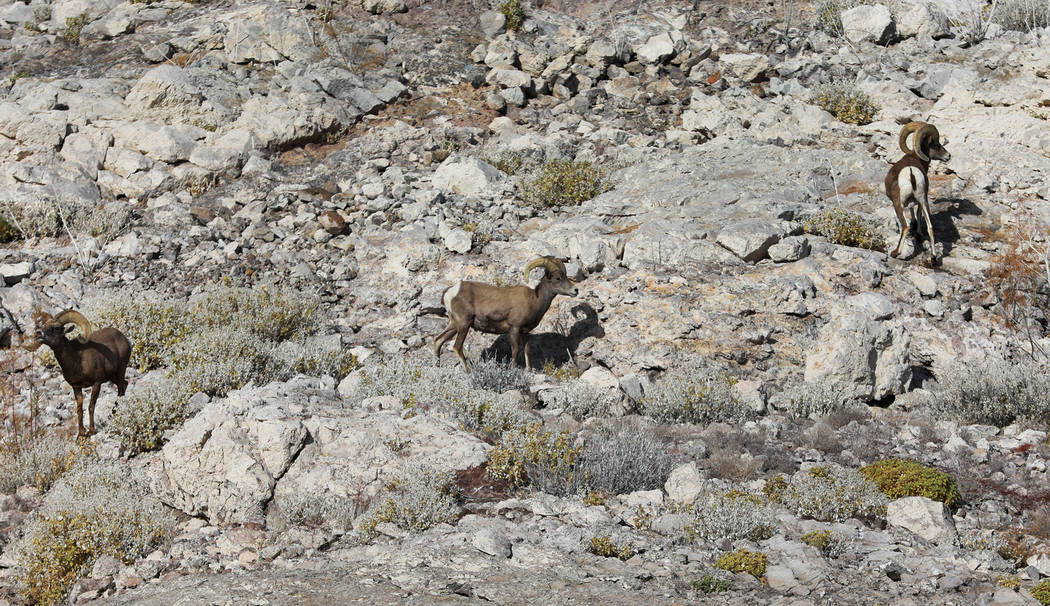 Several ram graze at Lake Mead National Recreation Area, Wednesday, Jan. 17, 2018. Andrea Corne ...