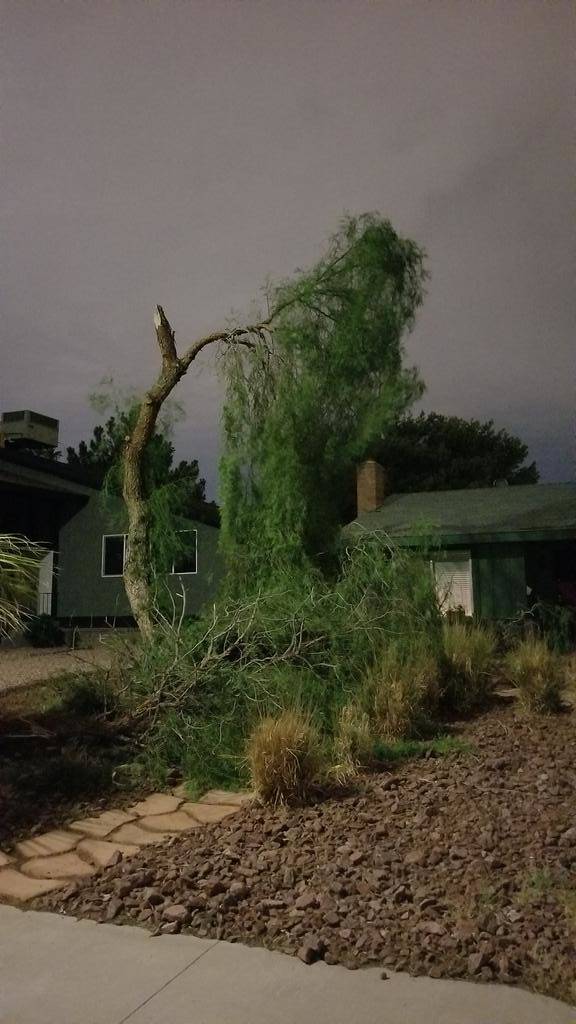 A damaged tree in the 6700 block of Greengrove Drive in Las Vegas (Courtesy of Bryan Herbert)