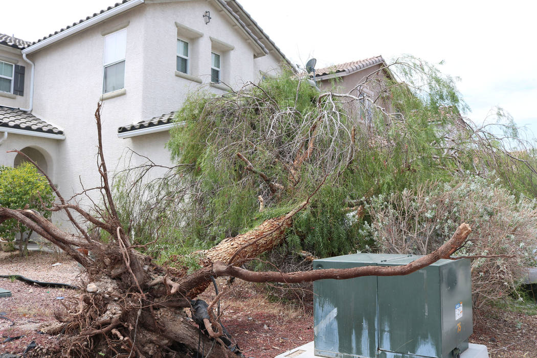 During Saturday night's storm in the Las Vegas Valley, a tree fell on Jessica Murray's new car. The 37-year-old said she and her sister noticed the tree from their neighbor's yard had fell around ...
