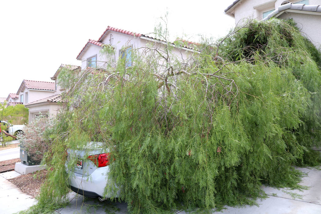 During Saturday night's storm in the Las Vegas Valley, a tree fell on Jessica Murray's new car. The 37-year-old said she and her sister noticed the tree from their neighbor's yard had fallen aroun ...