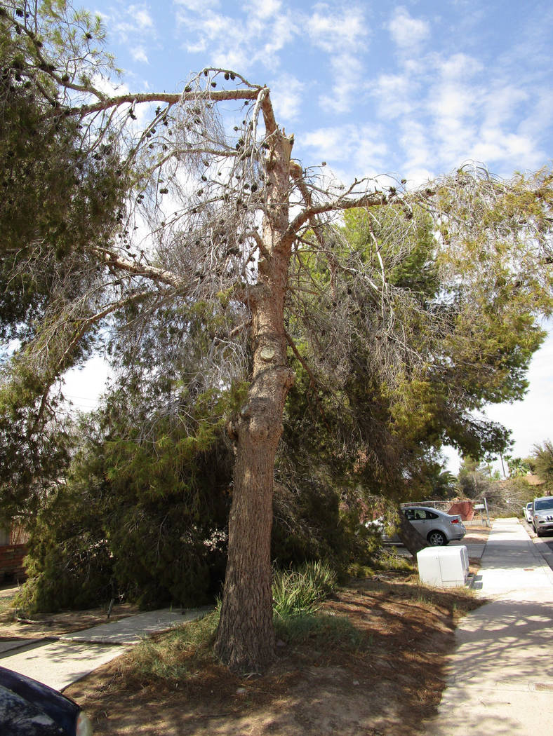 Yards away from a tree uprooted Saturday night, another tree is snapped halfway up the trunk in east Las Vegas near Charleston Boulevard and Nellis Boulevard on Sunday, August 12, 2018. (Greg Haas ...
