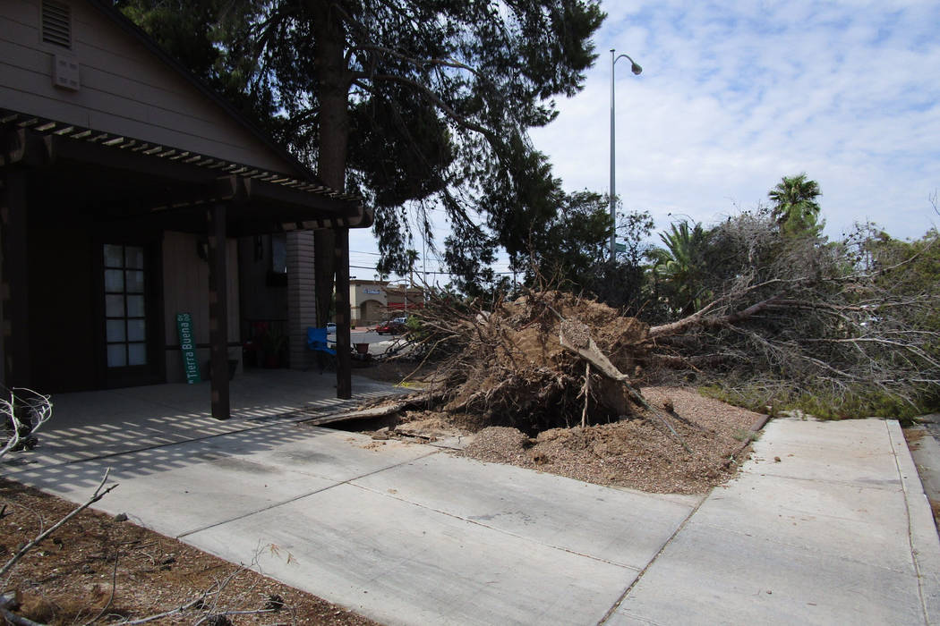 A tree uprooted by Saturday night’s winds lies in the front yard of a house in east Las Vegas near Charleston Boulevard and Nellis Boulevard on Sunday, August 12, 2018. (Greg Haas/Las Vegas Revi ...