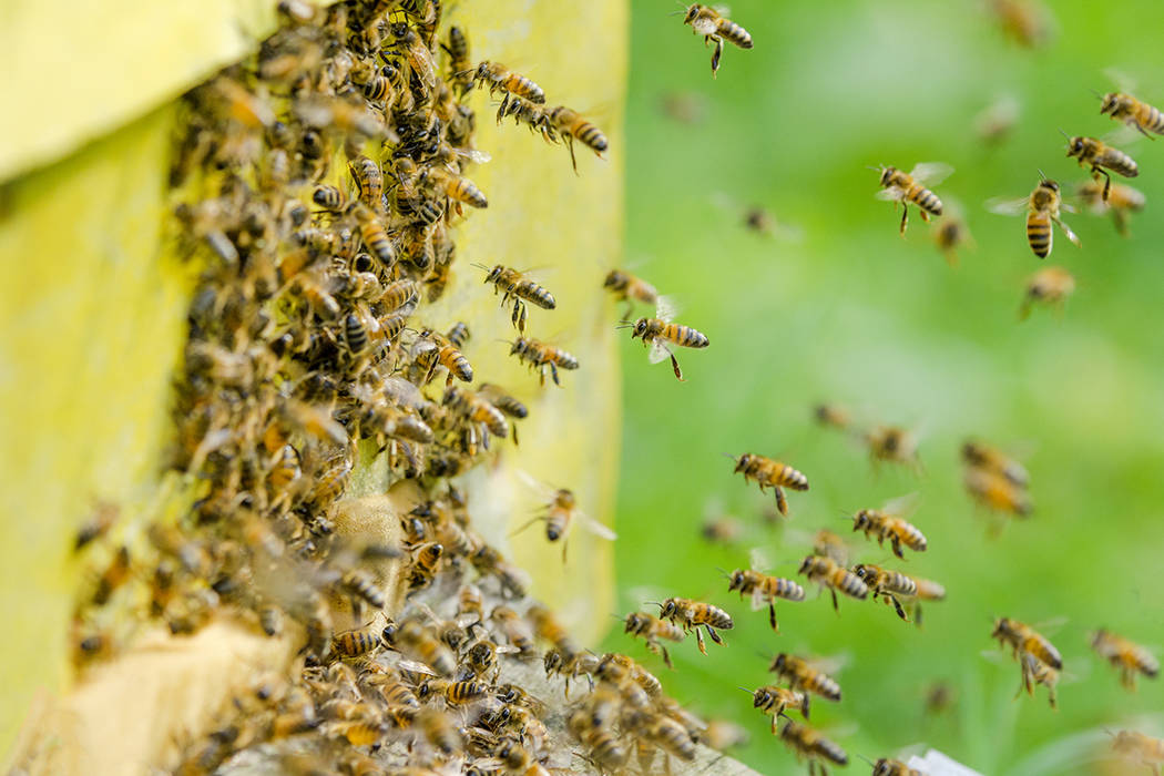Bees entering a beehive (Getty Images)