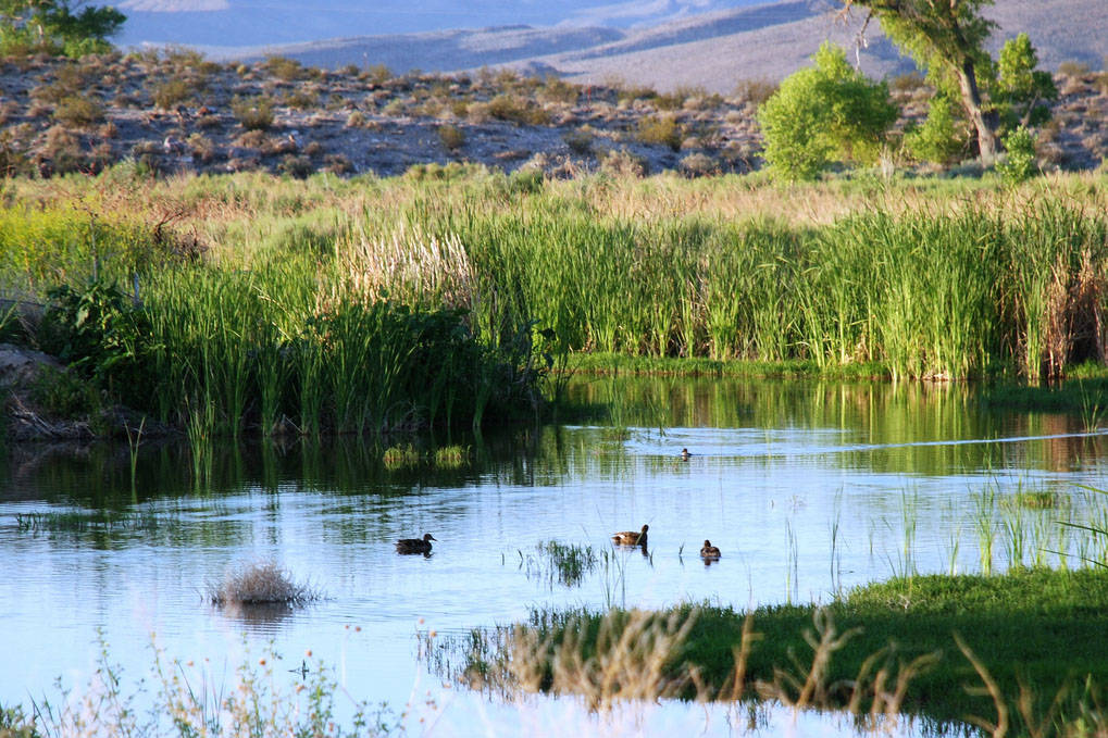 The Pahranagat National Wildlife Refuge is a two-hour drive from Las Vegas and provides camping, hunting and bird viewing opportunities. (U.S. Fish & Wildlife Service)