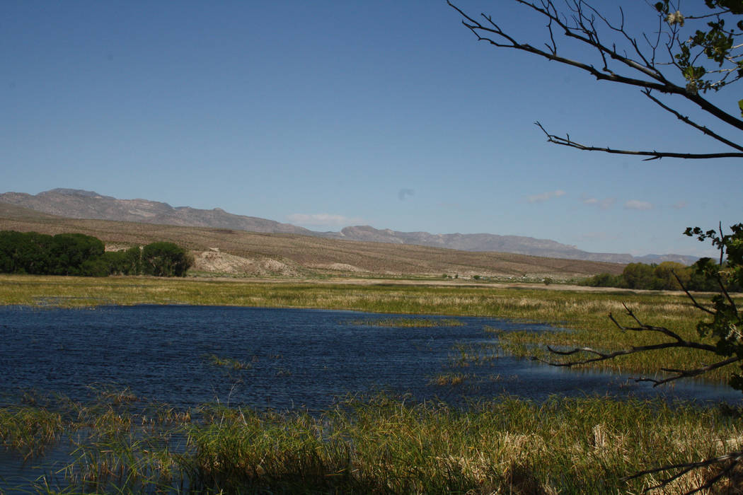 The Pahranagat National Wildlife Refuge encompasses more than 5,000 acres of lakes, ponds, marshes, meadows and riparian areas. (Deborah Wall/Las Vegas Review-Journal)