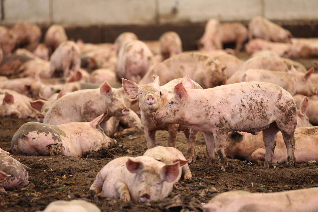 Pigs at the Las Vegas Livestock near Apex in Las Vegas, Thursday, Sept. 20, 2018. Erik Verduzco ...