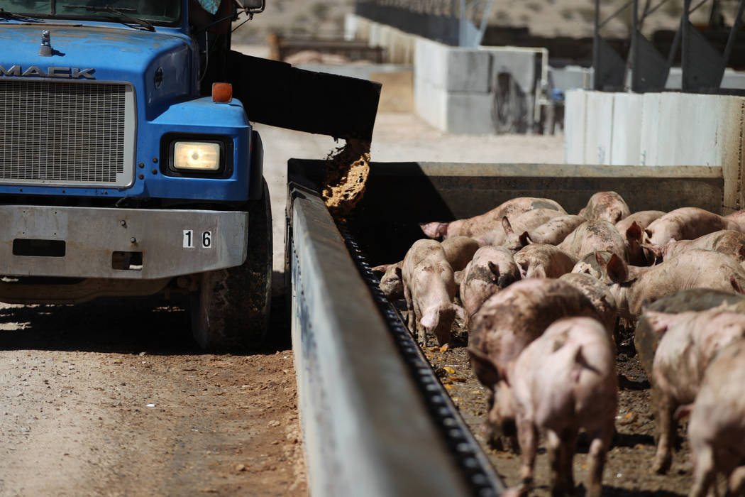 A truck delivers food to pigs at the Las Vegas Livestock near Apex in Las Vegas, Thursday, Sept ...