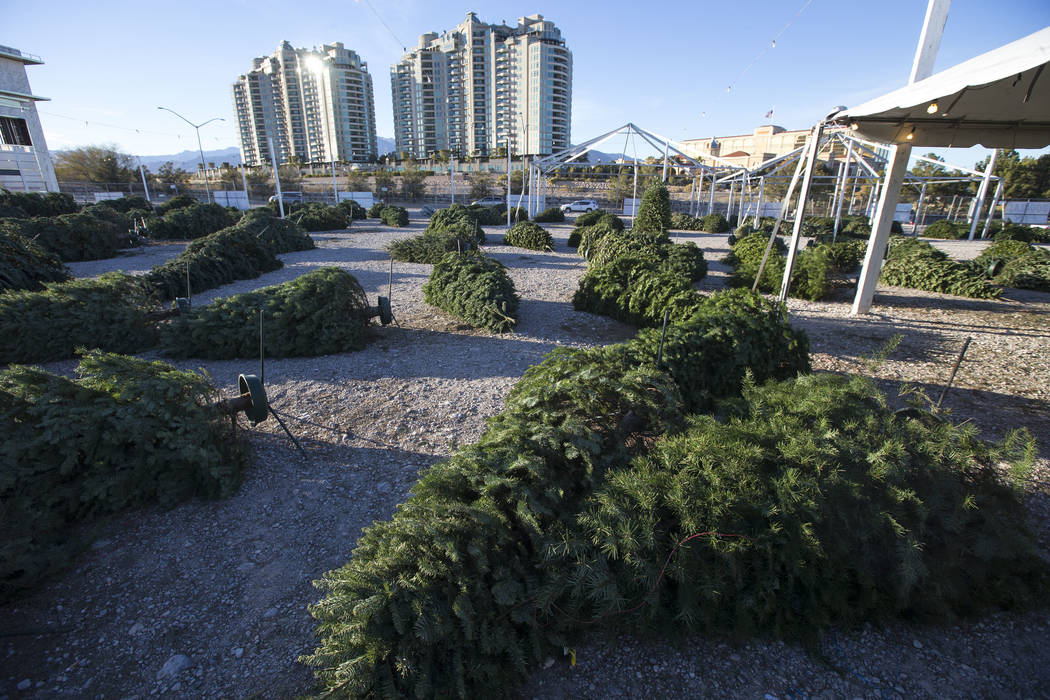 Toppled over Christmas trees are seen following heavy winds at Rudolph's Christmas Trees locate ...