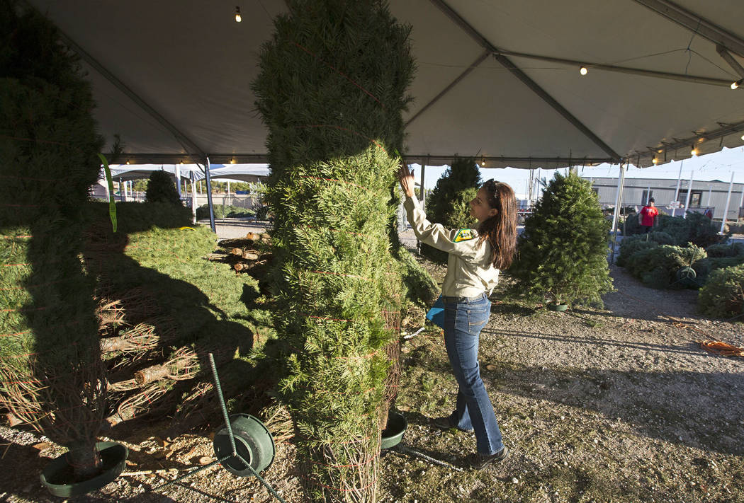 Cayenne Engel, a general biologist for the Nevada Division of Forestry employee, inspects for i ...