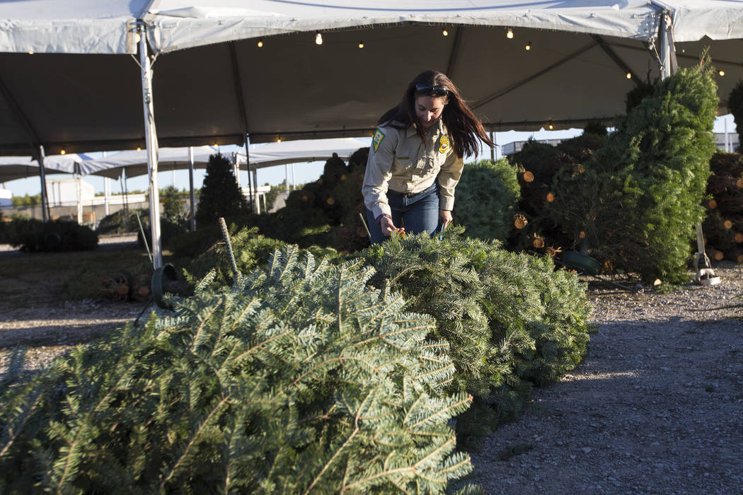 Cayenne Engel, a general biologist for the Nevada Division of Forestry employee, inspects for i ...