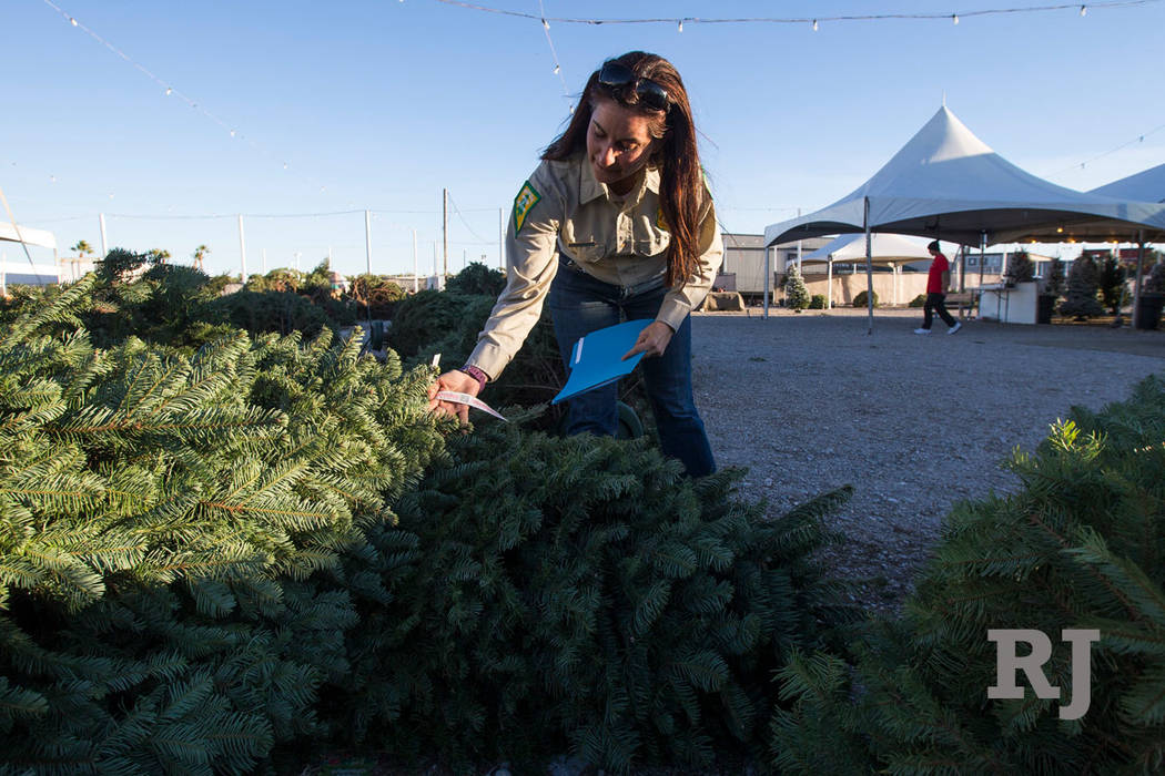 Cayenne Engel, a general biologist for the Nevada Division of Forestry employee, inspects for i ...