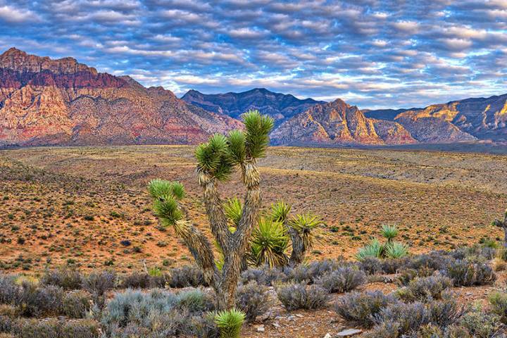 Downtown Summerlin hosts GREENFest today from 10 a.m. to 5 p.m. The master-planned community of ...