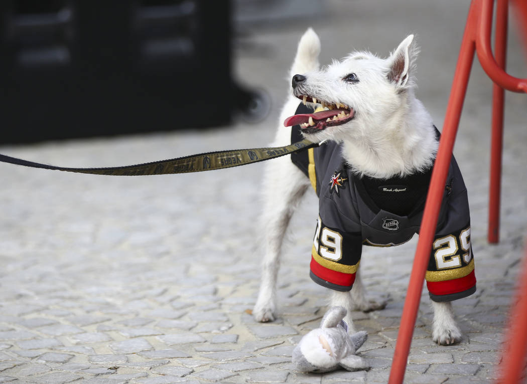 Bark-Andre Furry stands by a furry shark toy before the start of Game 6 of an NHL Western Confe ...