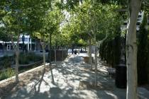 Trees line a walkway in the Centennial Plaza on Sunday, June 22, 2008, in downtown Las Vegas. ( ...