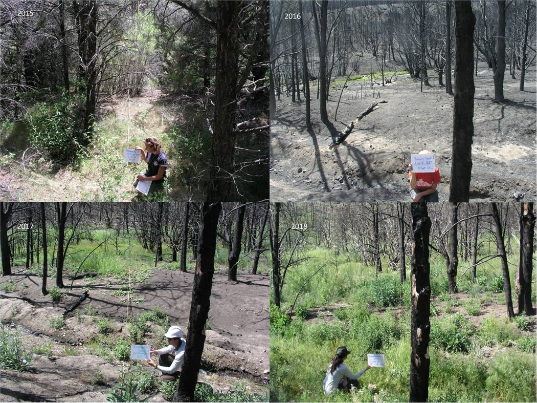 Researchers hold signs charting forest conditions before and after a 2016 wildfire that burned ...