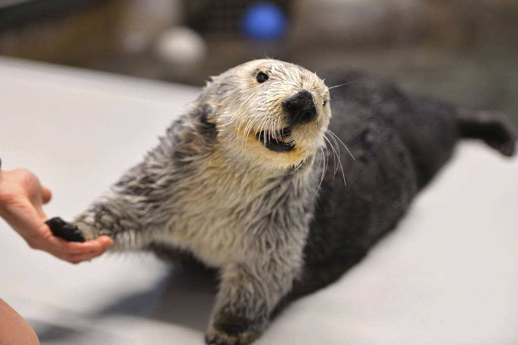 This March 2, 2018, photo shows Charlie the sea otter celebrating his 21st birthday at the Aqua ...