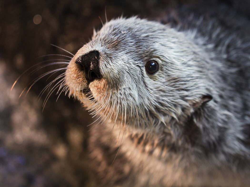 This undated photo provided by Aquarium of the Pacific shows Charlie, a male sea otter. (Robin ...