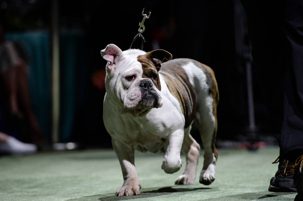Lacy competes in the medium dog group competition during the Animal Foundation's annual Best in ...