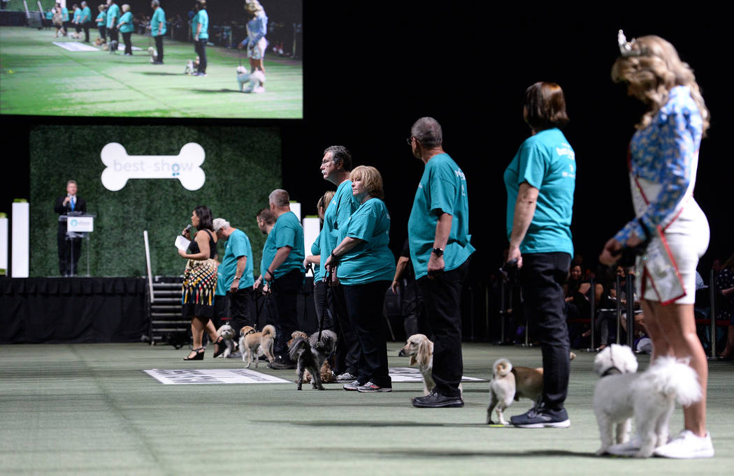 The small dog group competes during the Animal Foundation's annual Best in Show charity event a ...