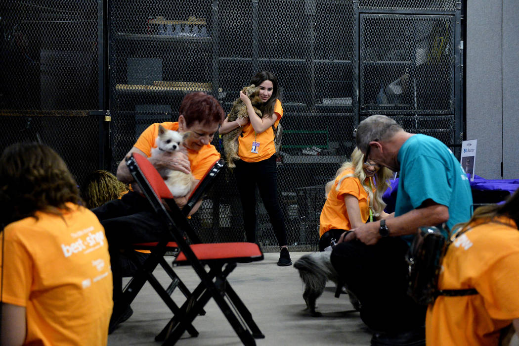 Volunteers watch the dogs before they compete in the Animal Foundation's annual Best in Show ch ...
