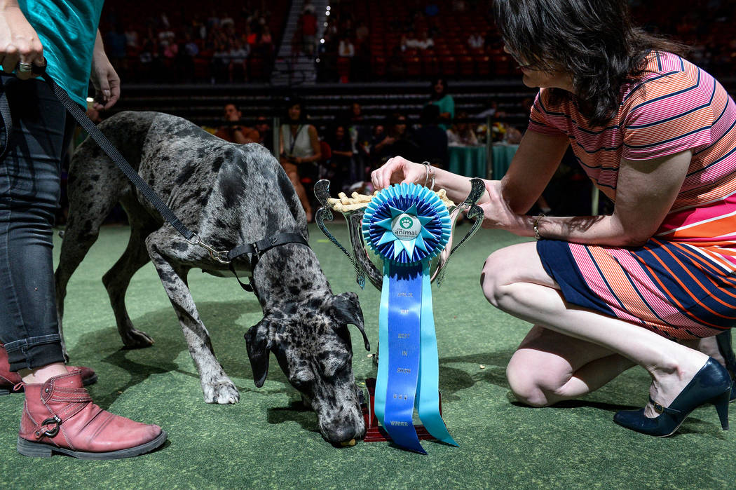 Dottie takes the Best in Show title during the Animal Foundation's annual Best in Show charity ...