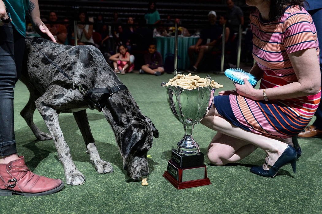 Dottie takes the Best in Show title during the Animal Foundation's annual Best in Show charity ...