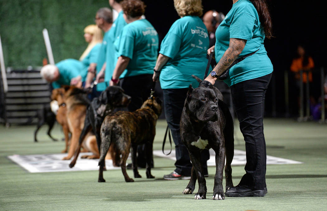 The medium dog group competes during the Animal Foundation's annual Best in Show charity event ...