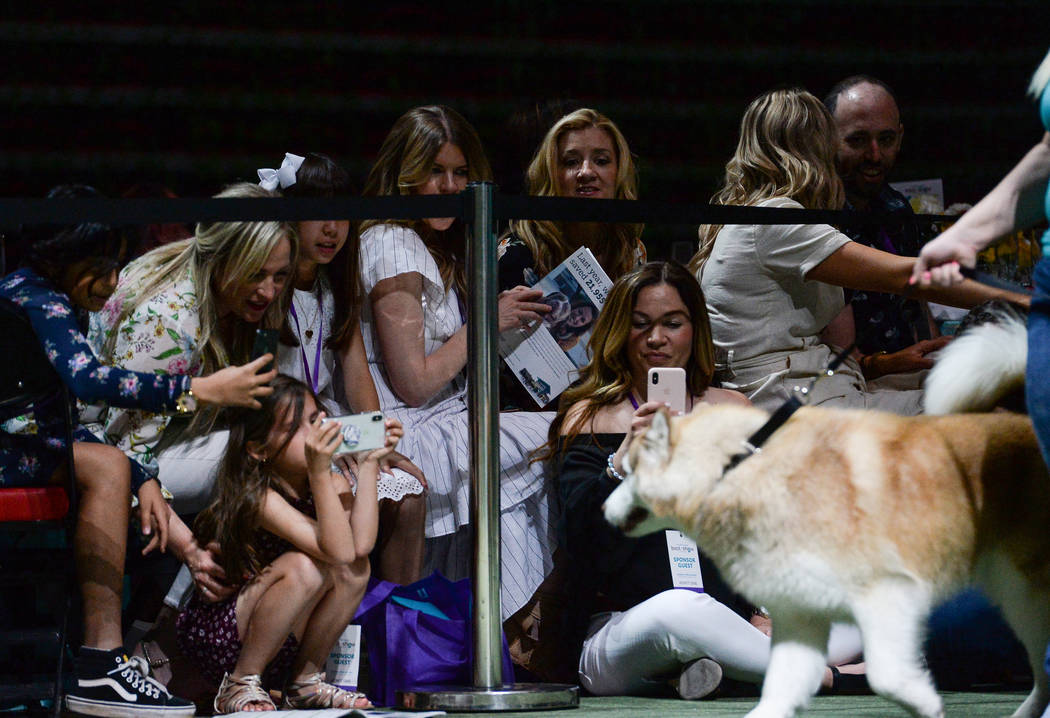 People watch dogs walk by during the Animal Foundation's annual Best in Show charity event at t ...