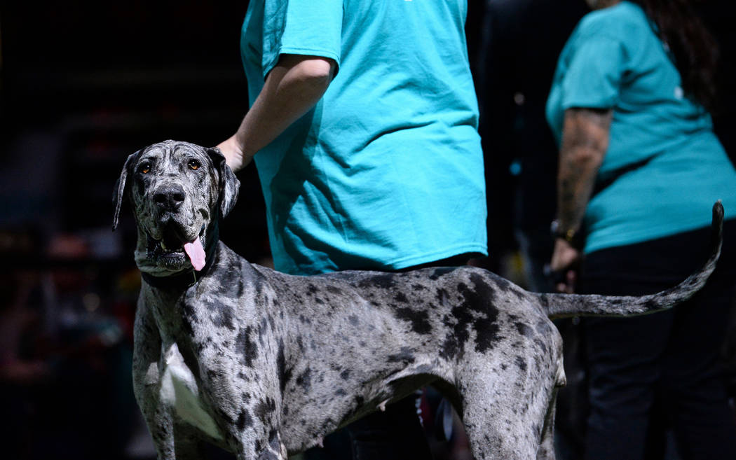 Dottie competes in the large dog group during the Animal Foundation's annual Best in Show chari ...