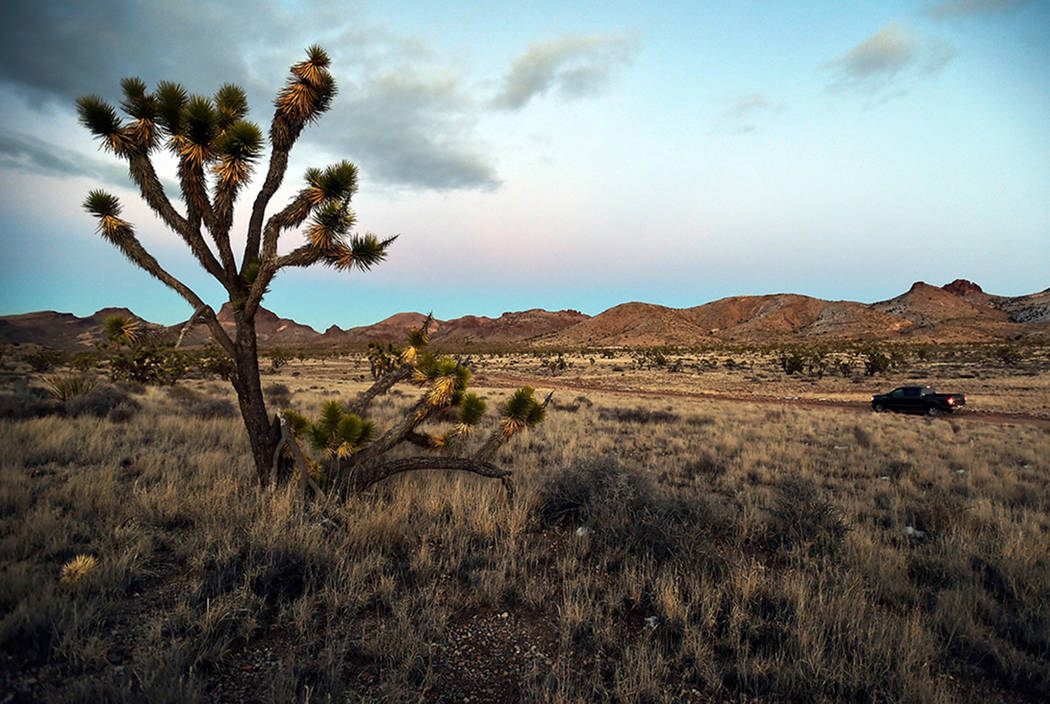 Joshua trees at Castle Mountains National Monument in eastern California on Feb. 1, 2016. (Las ...