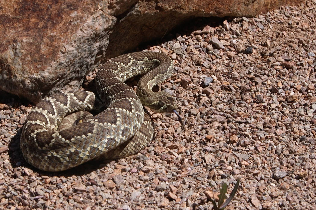 As temperatures start to rise in the Las Vegas area, people are heading outside for various act ...