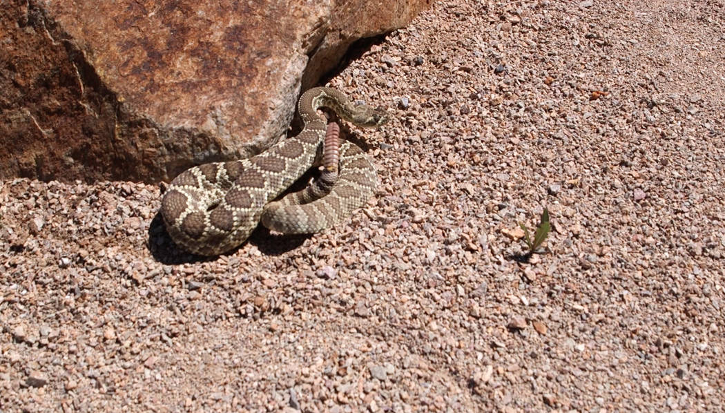 As temperatures start to rise in the Las Vegas area, people are heading outside for various act ...