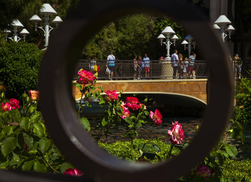 Roses are fully in bloom within the garden about the Wynn Esplanade on Wednesday, April 24, 201 ...