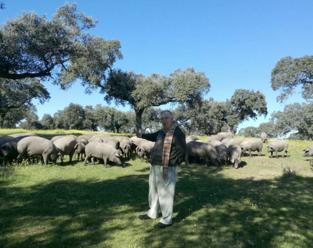 Photo by Aljomar Iberico pigs roam free and forage for acorns in Spain.