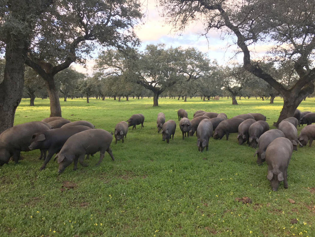 Photo by Aljomar Iberico pigs roam free and forage for acorns in Spain.