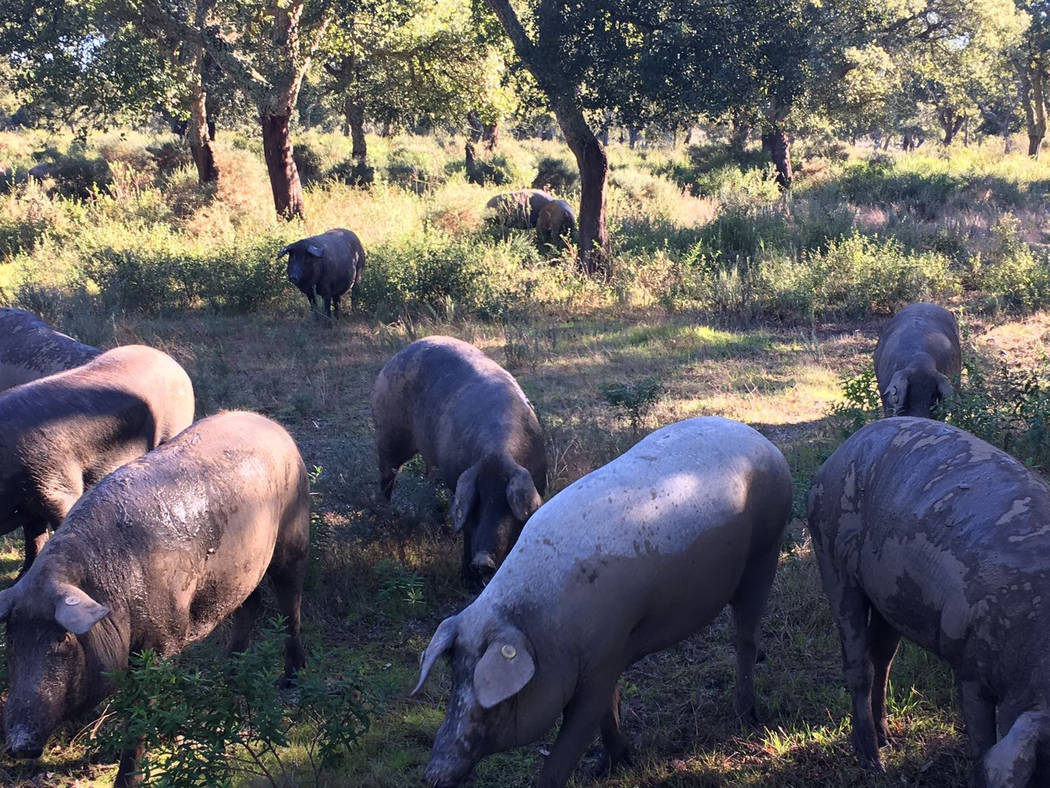 Photo by Aljomar Iberico pigs roam free and forage for acorns in Spain.