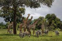 FILE - In this Tuesday, March 20, 2018 file photo, giraffes and zebras congregate under the sha ...