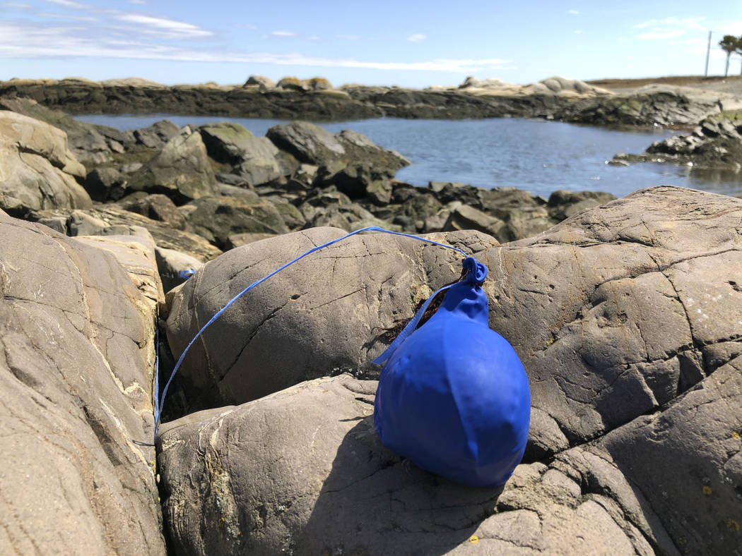 In this Thursday, April 25, 2019 photo, a balloon sits tangled on the rocky coast after washing ...