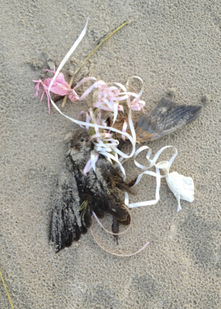 In this Nov. 21, 2012 photo provided by David Gurniewicz, a dead bird lays entangled with a cor ...