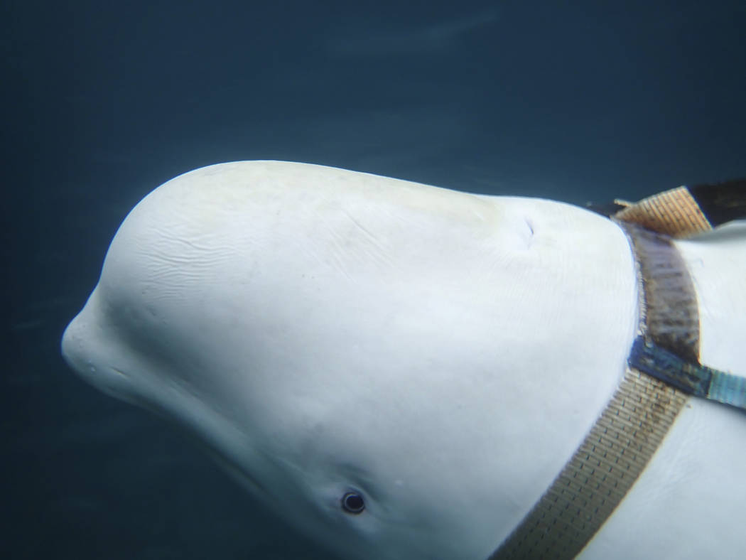 A beluga whale seen as it swims next to a fishing boat before Norwegian fishermen removed the t ...