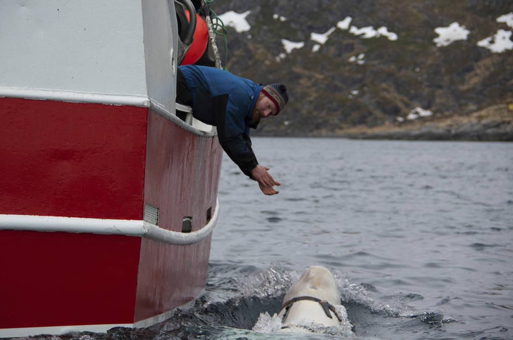 Norwegian fisherman Joar Hesten tries to attract a beluga whale swimming next to his boat befor ...