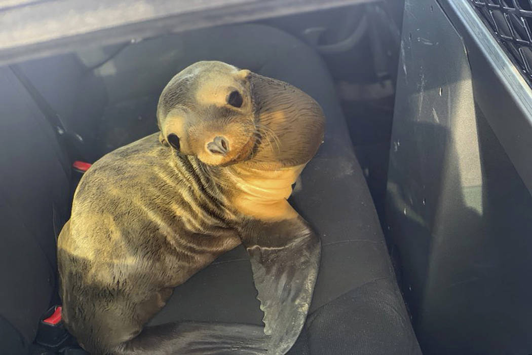 In this photo provided by the California Highway Patrol is a baby seal lion sitting in the back ...