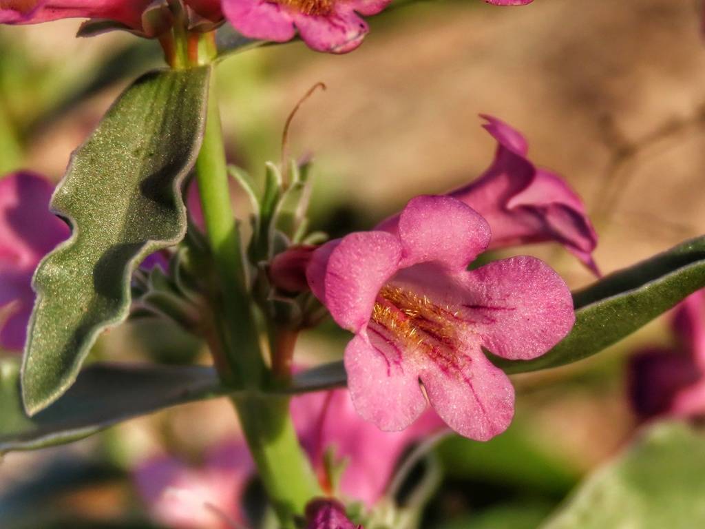 White-margined beardtongue flowers bloom in the desert south of the Las Vegas Valley on April 1 ...