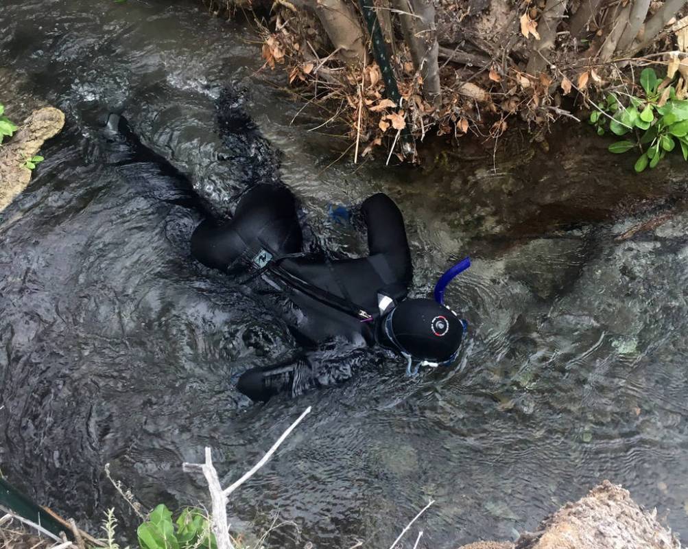 Fish technician Cody Anderson counts endangered Moapa dace on Feb. 13 in a creek at the headwat ...