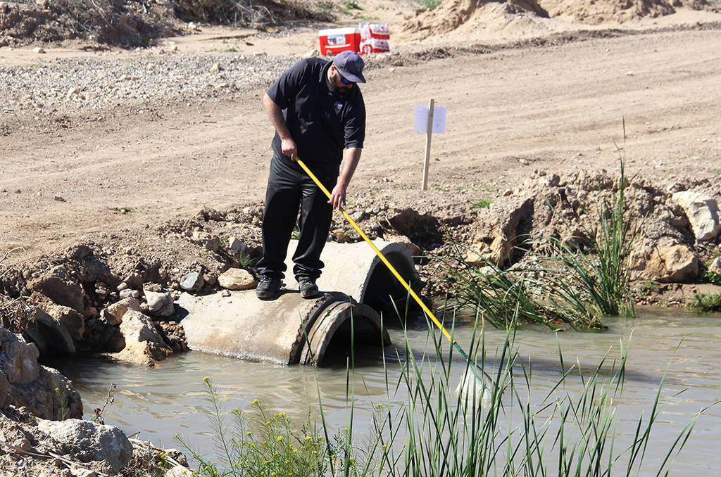 Nevada fisheries biologist Brandon Senger uses a net to remove the carcasses of nonnative fish ...