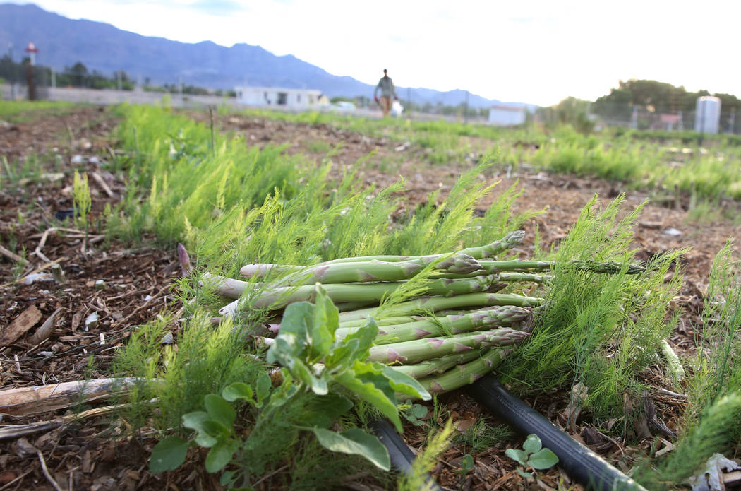 Harvested asparagus are seen at Gilcrease Orchard on Wednesday, May 1, 2019, in Las Vegas. (Biz ...